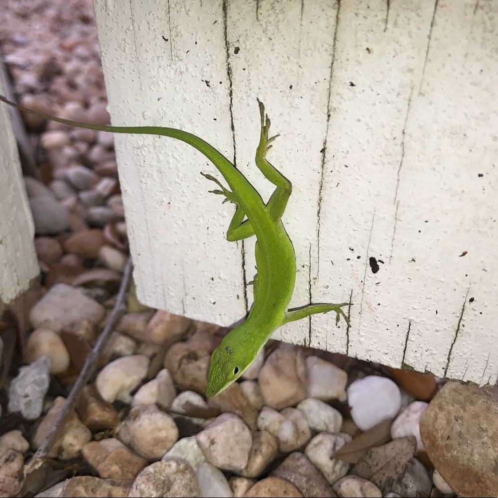 Meet your Posher, Anya